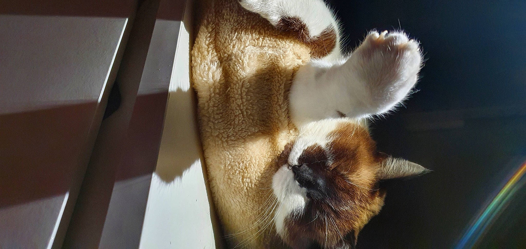 Grizou a rejoint le concours — aidez-le/la à gagner de superbes lots ! balinese, carnivore, cat, fawn, felidae, fur, paw, siamese, small_to_medium_sized_cats, snout, terrestrial_animal, thai, tonkinese, whiskers