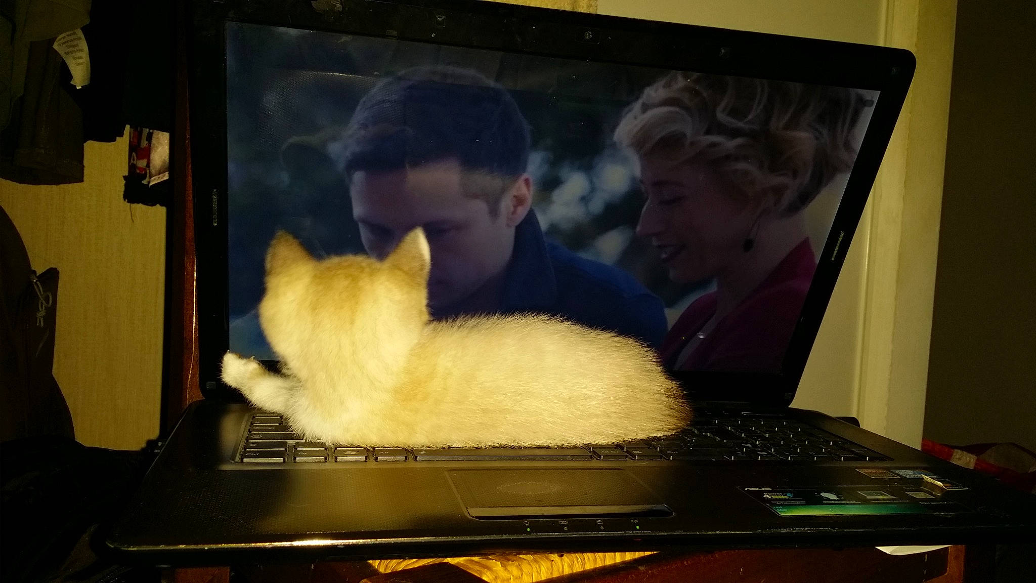 Grizou participe au concours pour gagner de l'argent avec cette photo : computer, computer_accessory, computer_hardware, computer_monitor_accessory, display_device, electronic_device, flat_panel_display, fur, gadget, input_device, laptop, laptop_accessory, laptop_part, led_backlit_lcd_display, netbook, office_equipment, output_device, peripheral, personal_computer, technology