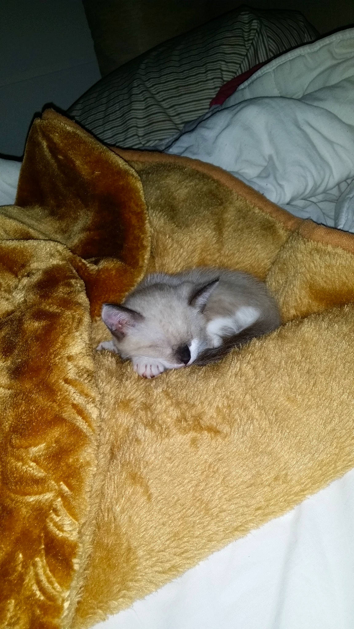 Grizou participe au concours pour gagner de l'argent avec cette photo : beige, blanket, carnivore, cat, claw, comfort, couch, cushion, domestic_short_haired_cat, fawn, felidae, fur, kitten, linens, living_room, pillow, small_to_medium_sized_cats, studio_couch, vertebrate, whiskers