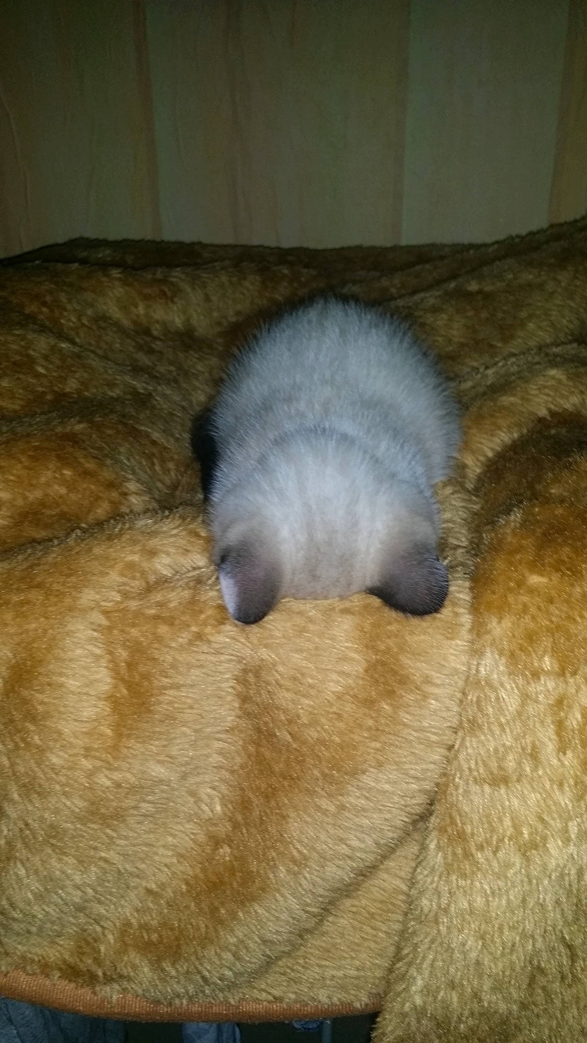 Grizou participe au concours pour gagner de l'argent avec cette photo : carnivore, comfort, dog_breed, fawn, fur, grey, nap, paw, sleep, snout, terrestrial_animal