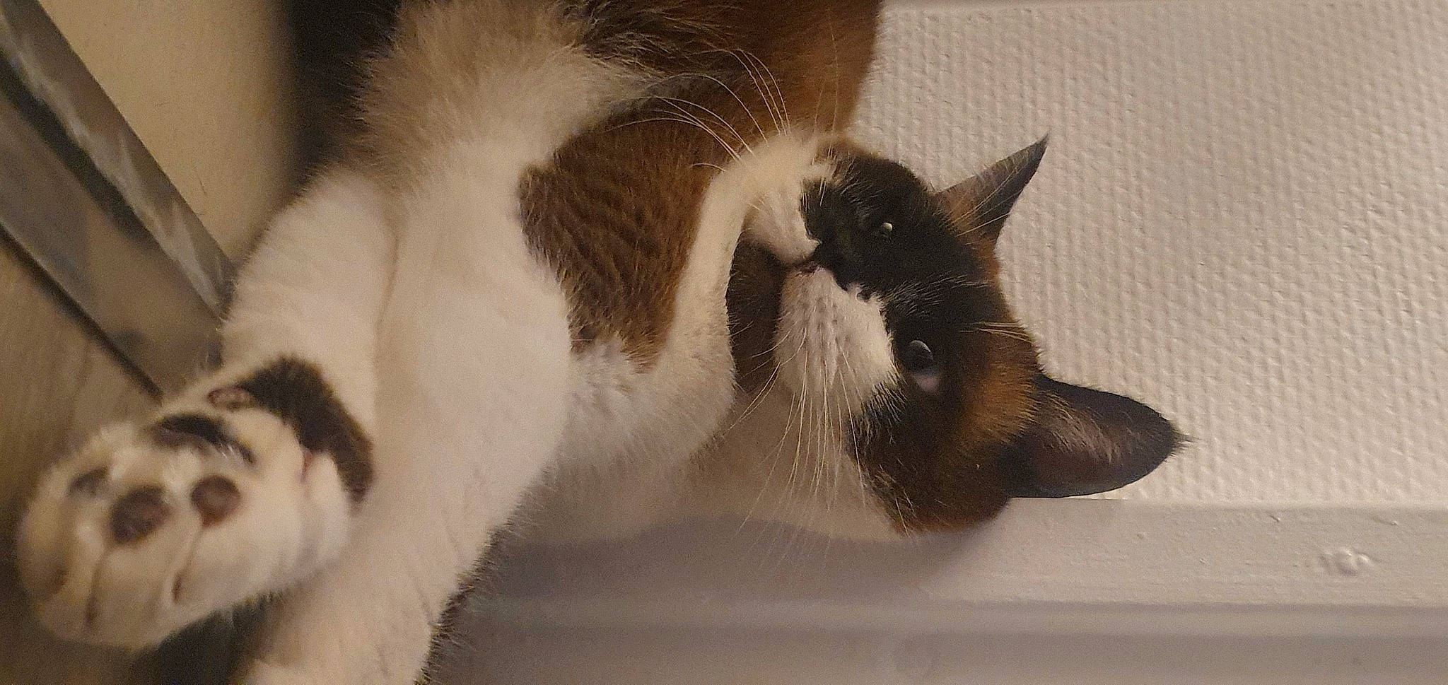 Grizou participe au concours pour gagner de l'argent avec cette photo : carnivore, cat, comfort, domestic_short_haired_cat, felidae, fur, paw, small_to_medium_sized_cats, snout, tail, terrestrial_animal, vertebrate, whiskers