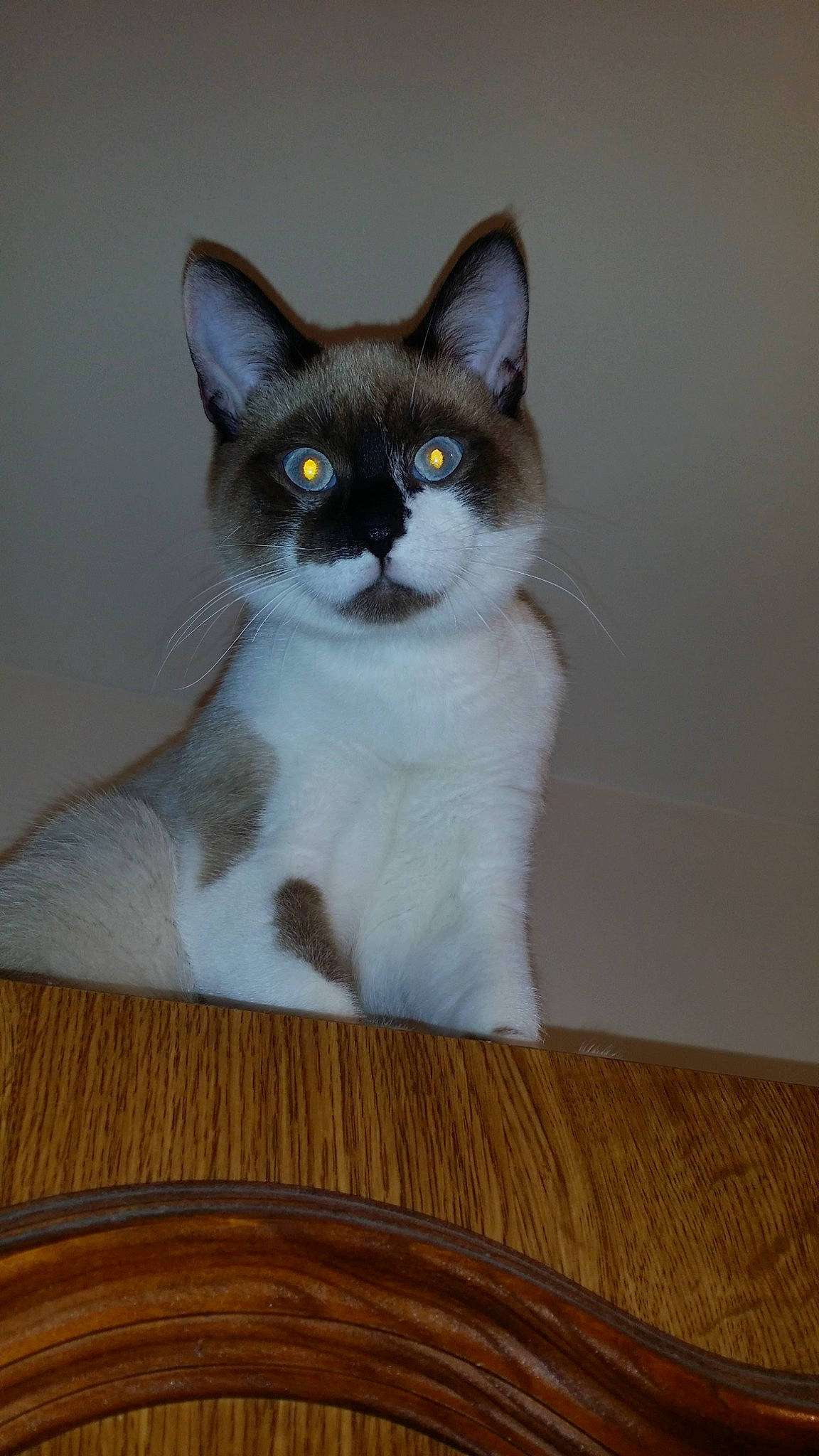 Grizou a rejoint le concours — aidez-le/la à gagner de superbes lots ! brown, carnivore, cat, fawn, felidae, floor, flooring, grey, hardwood, laminate_flooring, plywood, small_to_medium_sized_cats, snout, snowshoe, varnish, vertebrate, whiskers, wood, wood_flooring, wood_stain