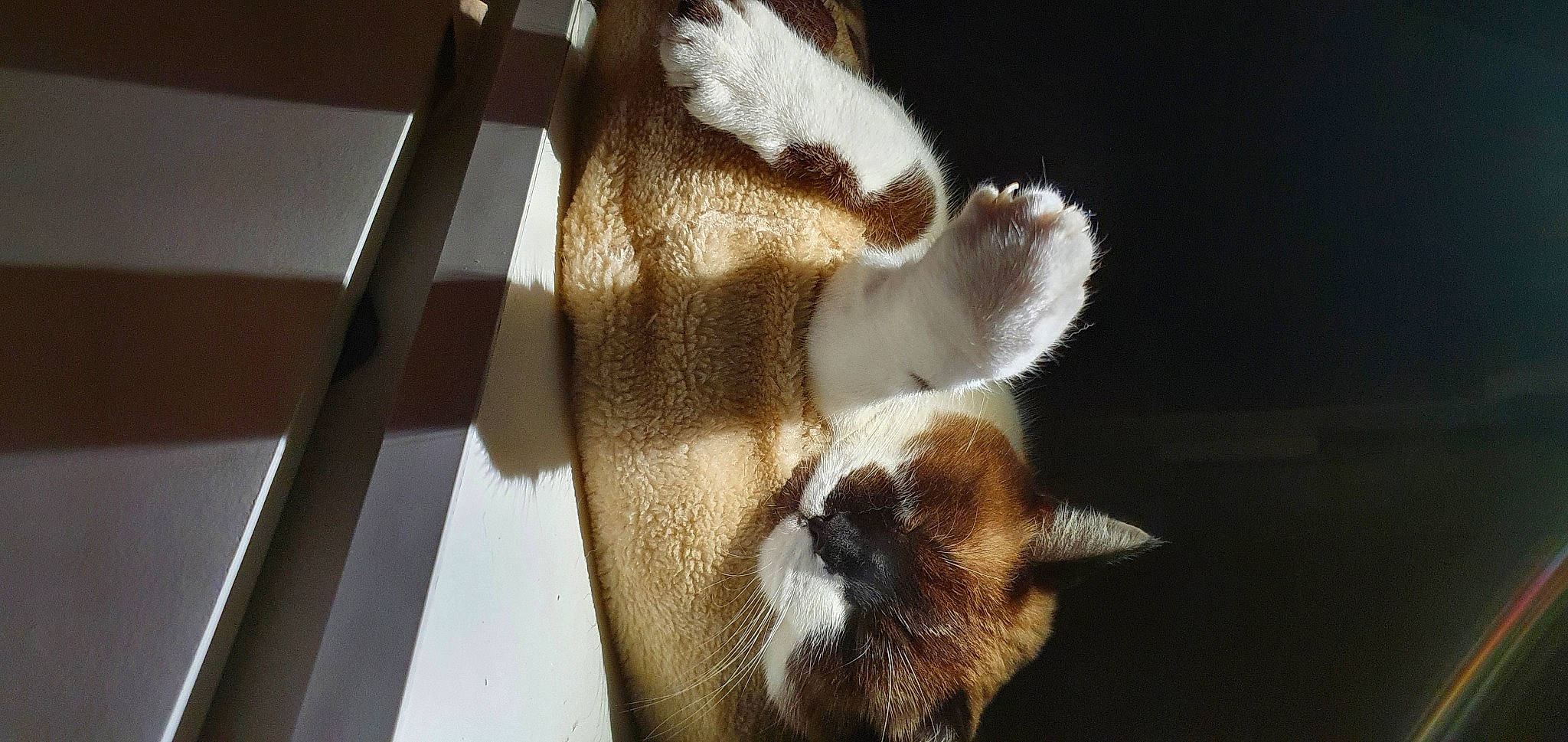 Grizou a rejoint le concours — aidez-le/la à gagner de superbes lots ! beige, brown, carnivore, cat, fawn, felidae, fur, liver, paw, siamese, sleep, small_to_medium_sized_cats, snout, terrestrial_animal, tonkinese, whiskers