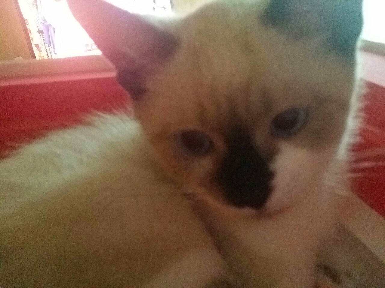 Grizou a rejoint le concours — aidez-le/la à gagner de superbes lots ! balinese, carnivore, cat, close_up, fawn, felidae, fur, iris, kitten, siamese, skin, small_to_medium_sized_cats, snout, tonkinese, vertebrate, whiskers