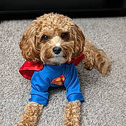 Saint joined the competition — help win amazing prizes! dog, curly_fur, costume, superman, cape, blue_shirt, carpet, pet, cute, lying_down, brown_fur, indoor, animal, mammal, small_dog, adorable, portrait, front_view, domestic_dog, playful
