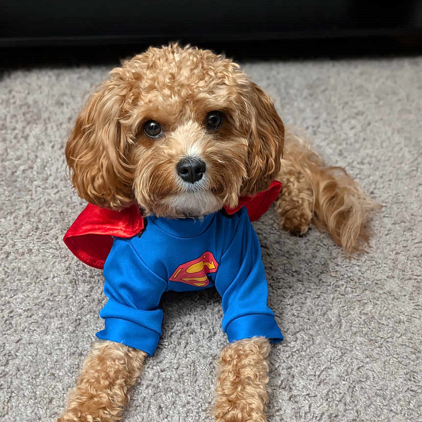 Saint joined the competition — help win amazing prizes! adorable, animal, blue_shirt, brown_fur, cape, carpet, costume, curly_fur, cute, dog, domestic_dog, front_view, indoor, lying_down, mammal, pet, playful, portrait, small_dog, superman