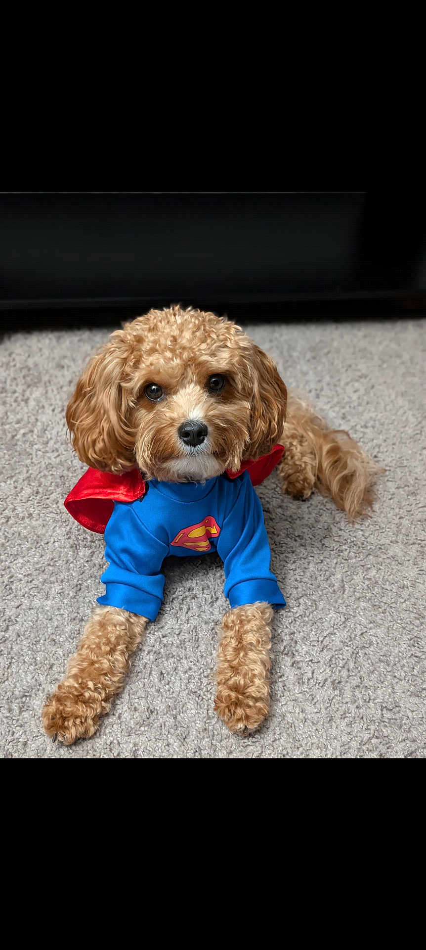 Saint joined the competition — help win amazing prizes! dog, curly_fur, costume, superman, cape, blue_shirt, carpet, pet, cute, lying_down, brown_fur, indoor, animal, mammal, small_dog, adorable, portrait, front_view, domestic_dog, playful