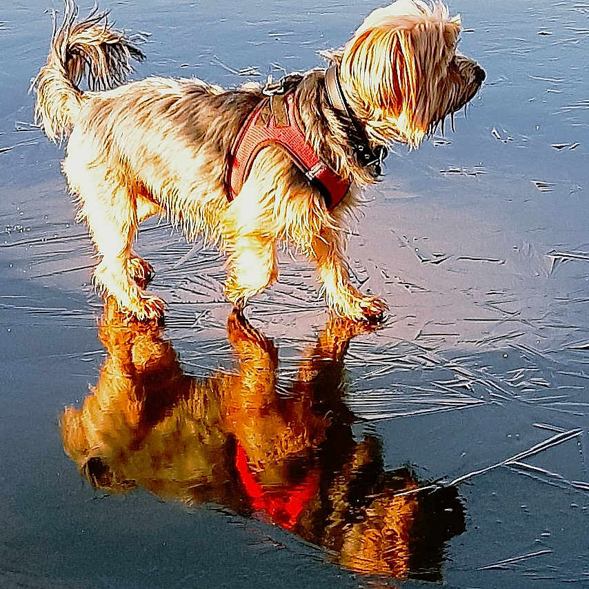 Murphy joined the competition — help win amazing prizes! accessories, airedale, animal, canine, clothing, dog, hound, lifejacket, nature, outdoors, pet, pond, puddle, puppy, ripple, sea, strap, terrier, vest, water