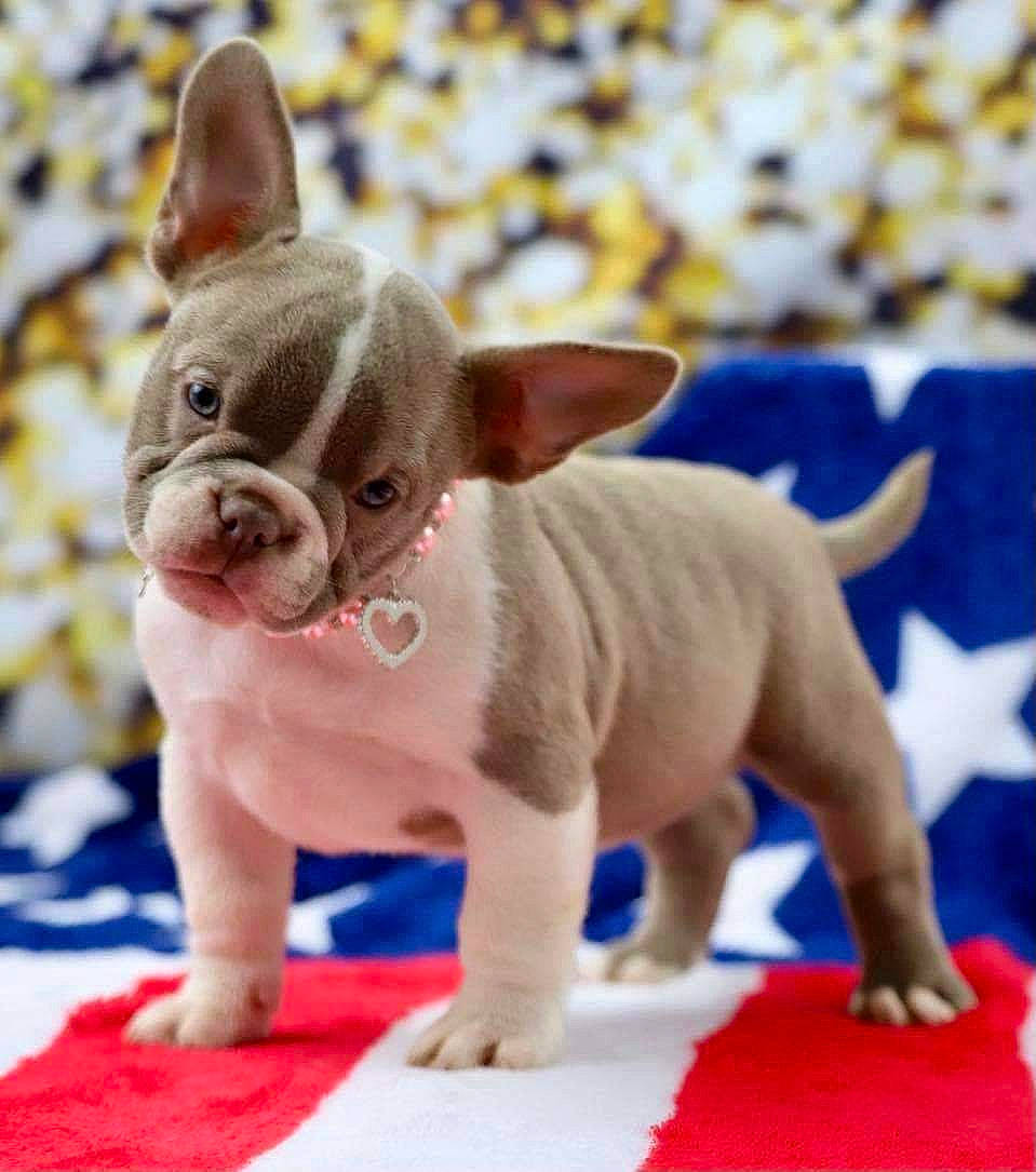 Athena participe au concours pour gagner de l'argent avec cette photo : bulldog, canidae, carnivore, collar, companion_dog, dog, dog_breed, ear, electric_blue, event, fawn, non_sporting_group, snout, terrestrial_animal, toy, toy_dog, working_animal