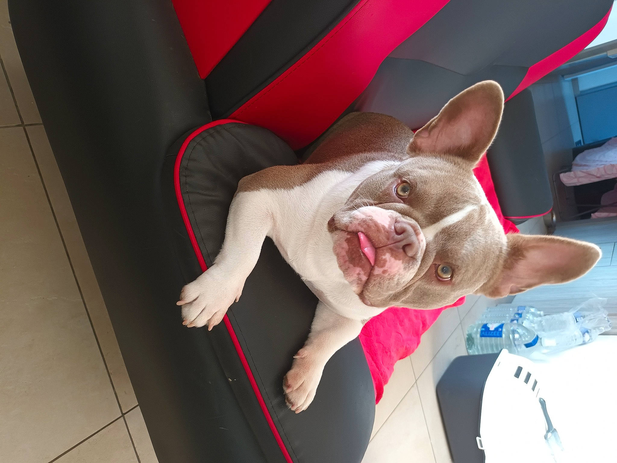 Athena a rejoint le concours — aidez-le/la à gagner de superbes lots ! bull_terrier, canidae, carmine, carnivore, comfort, companion_dog, dog, dog_breed, ear, fashion_accessory, fawn, felidae, flesh, fun, gesture, jaw, mammal, non_sporting_group, snout, whiskers