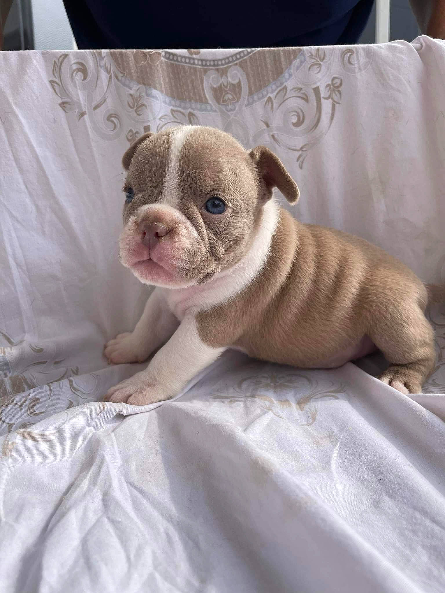 Athena a rejoint le concours — aidez-le/la à gagner de superbes lots ! bulldog, canidae, carnivore, comfort, companion_dog, couch, dog, dog_breed, fawn, fur, linens, puppy, snout, sporting_group, terrestrial_animal, toy_dog, whiskers, white, white_english_bulldog, wrinkle