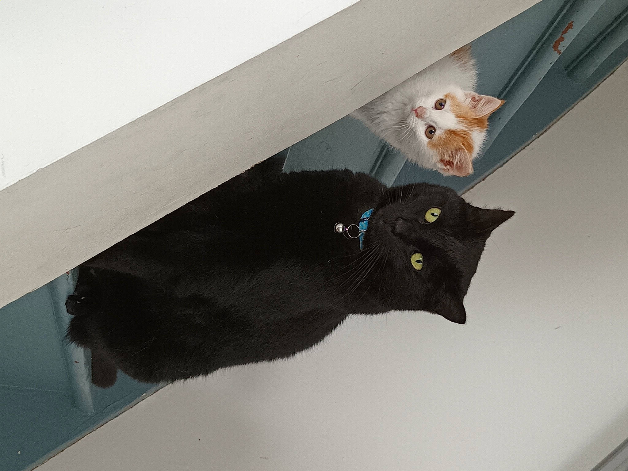 Muffin participe au concours pour gagner de l'argent avec cette photo : black_cat, bombay, carnivore, cat, composite_material, domestic_short_haired_cat, felidae, fixture, room, shadow, small_to_medium_sized_cats, tail, terrestrial_animal, whiskers, wood