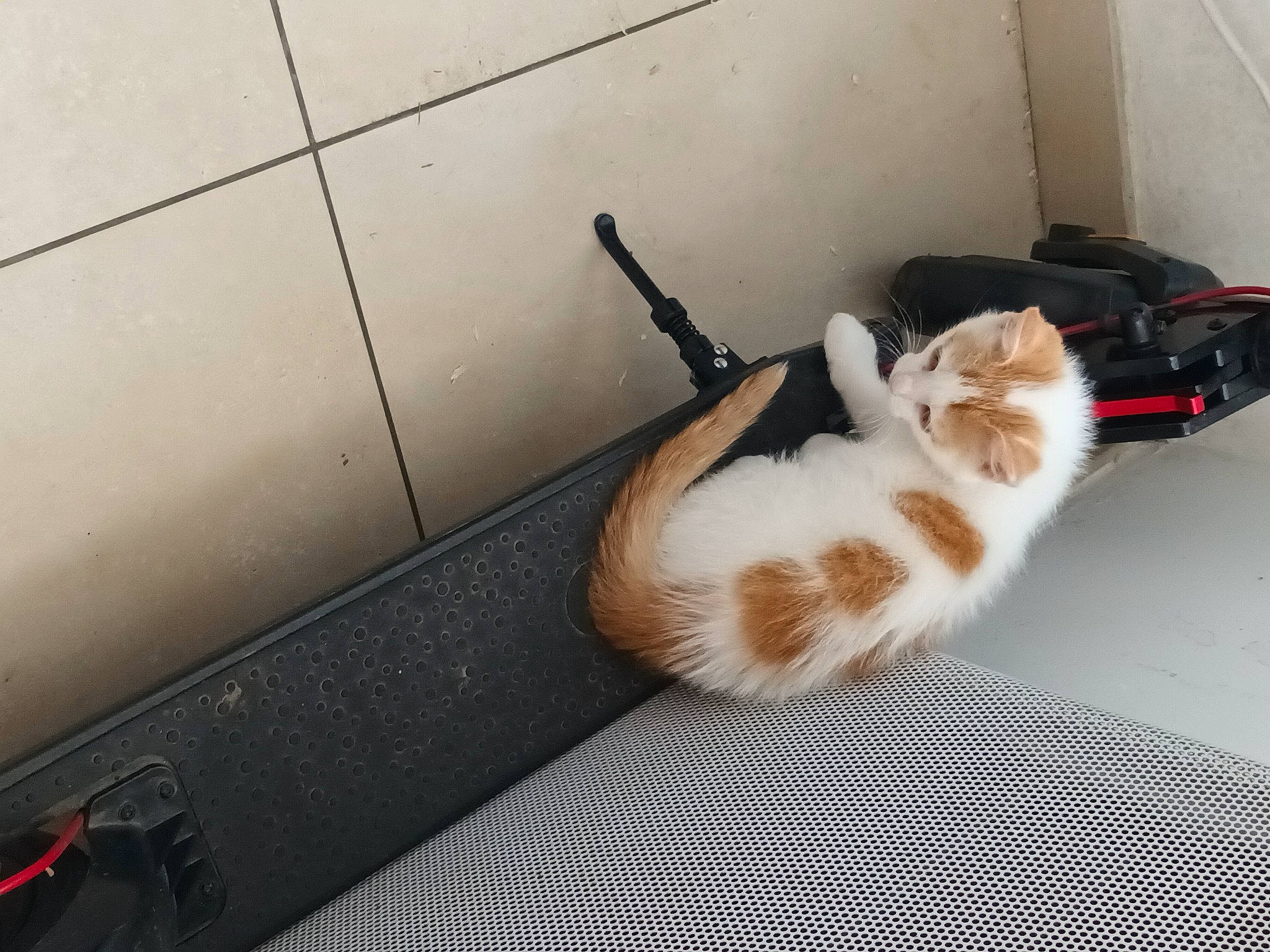 Muffin a rejoint le concours — aidez-le/la à gagner de superbes lots ! carnivore, cat, claw, comfort, domestic_short_haired_cat, fawn, felidae, floor, flooring, foot, fur, hardwood, paw, room, small_to_medium_sized_cats, tail, whiskers, wood