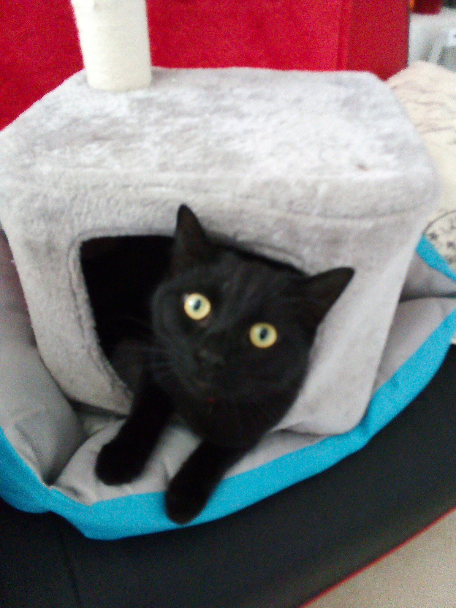 Salem a rejoint le concours — aidez-le/la à gagner de superbes lots ! bag, black_cat, box, carnivore, cat, cat_supply, comfort, domestic_short_haired_cat, felidae, fur, grey, linens, packaging_and_labeling, paper, paper_bag, paper_product, pattern, room, small_to_medium_sized_cats, whiskers