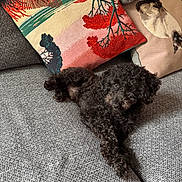 Marley participe au concours pour gagner de l'argent avec cette photo : dog, black_dog, curly_fur, couch, sofa, pillows, decorative_pillows, cat_pillow, colorful_pillow, gray_couch, relaxed, indoor, home, pet, curled_up, cozy, furniture, living_room, animal, resting