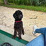 Marley a rejoint le concours — aidez-le/la à gagner de superbes lots ! dog, black_dog, curly_fur, red_collar, green_bench, person, blue_jeans, white_sneakers, outdoor, park, tree, grass, dirt_path, leash, metal_bench, nature, pet, animal, casual, daytime