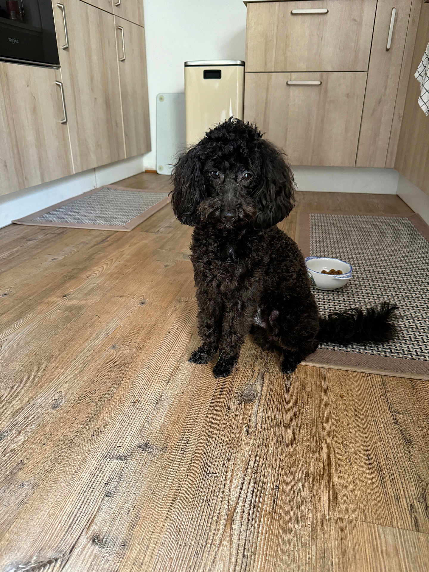 Marley a rejoint le concours — aidez-le/la à gagner de superbes lots ! dog, poodle, black_dog, pet, kitchen, wooden_floor, food_bowl, curly_fur, indoor, floor_mat, cabinet, appliance, waiting, animal, companion, cute, domestic, fur, portrait, sitting
