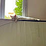 Miles And Miley participe au concours pour gagner de l'argent avec cette photo : cat, white_cat, sleeping, mattress, window, green_leaves, indoor, resting, relaxation, feline, animal, pet, home, cozy, peaceful, sunlight, leaning, quiet, still, daytime