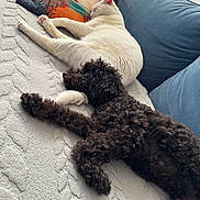 Miles And Miley a rejoint le concours — aidez-le/la à gagner de superbes lots ! cat, dog, sleeping, couch, blanket, pillow, indoor, pet, resting, curly_fur, white_cat, black_dog, cozy, relaxing, furniture, texture, natural_light, home, comfort, animal