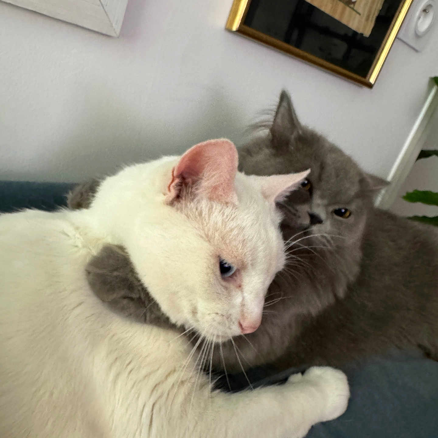 Miles And Miley participe au concours pour gagner de l'argent avec cette photo : affection, animal, cat, closeup, companion, couch, cozy, cute, ears, feline, friendship, fur, gray_cat, home, hug, indoor, pets, relaxing, whiskers, white_cat