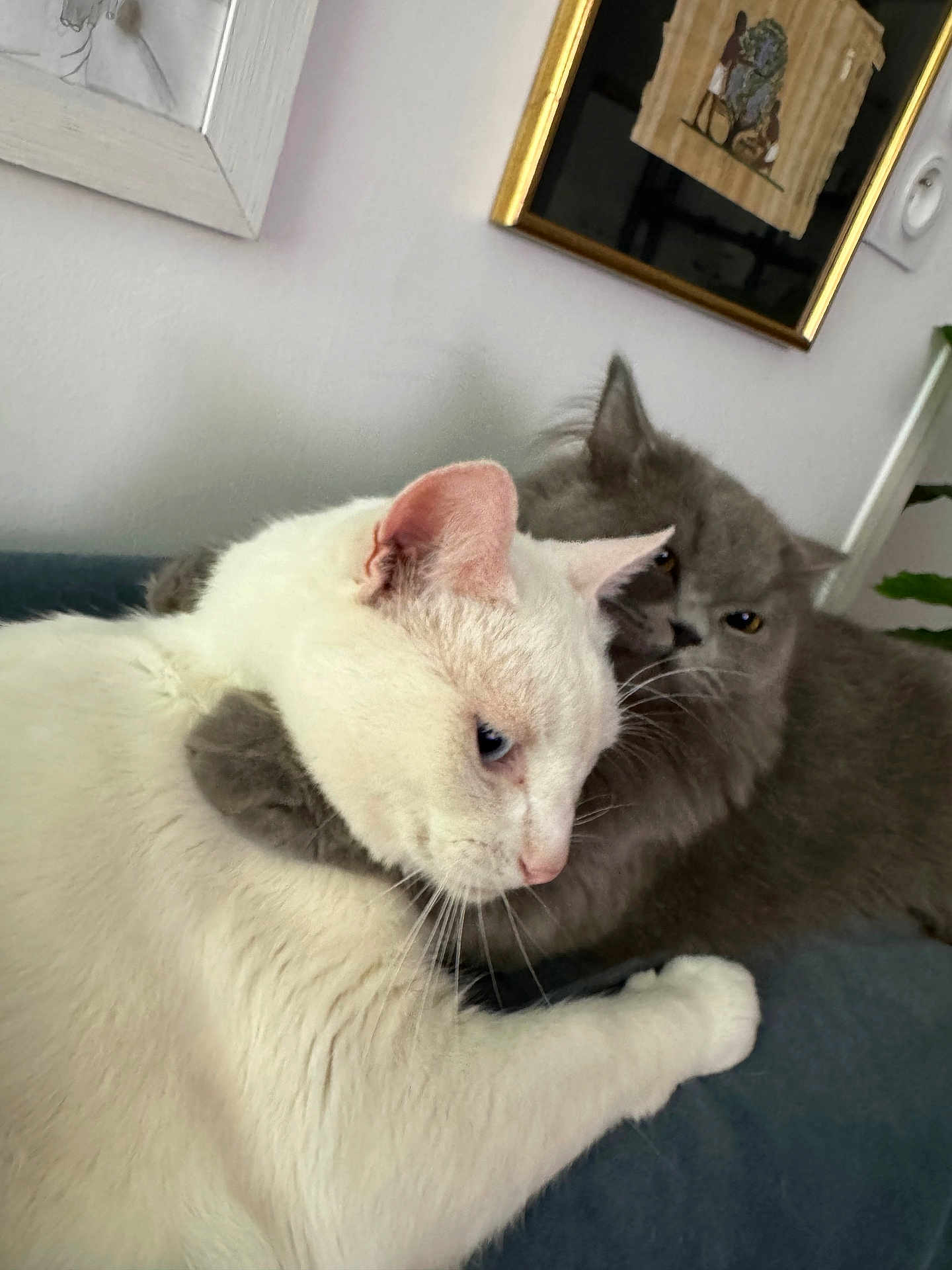 Miles And Miley participe au concours pour gagner de l'argent avec cette photo : cat, white_cat, gray_cat, pets, animal, feline, hug, couch, indoor, fur, whiskers, ears, closeup, companion, cute, friendship, home, relaxing, affection, cozy