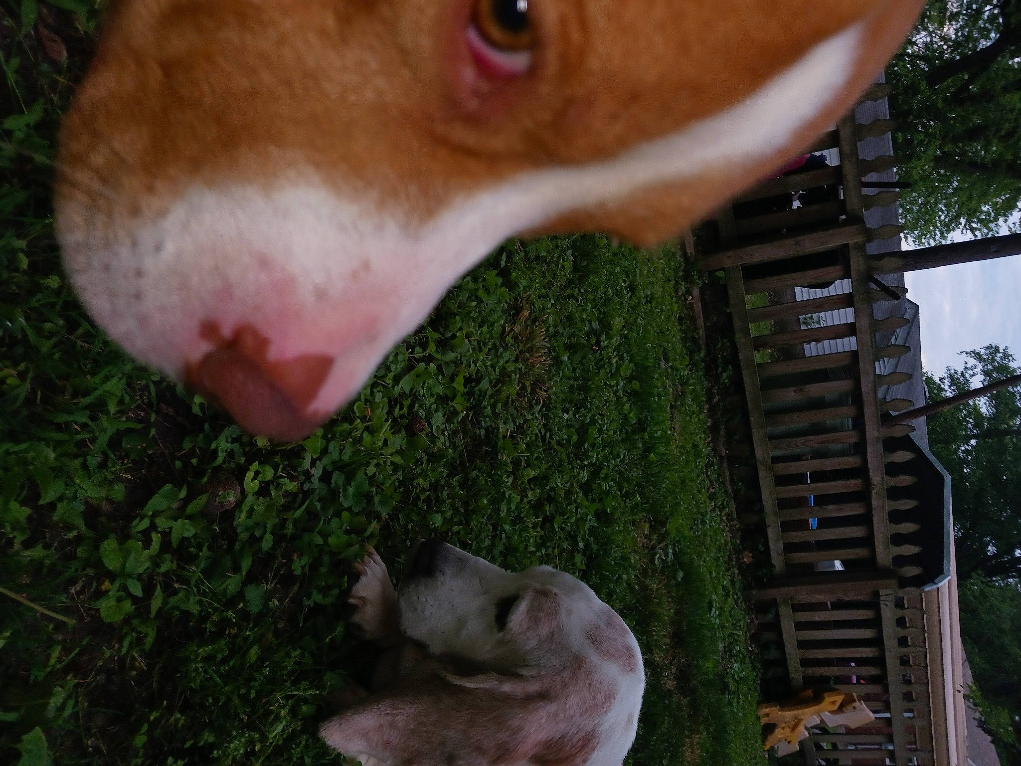 Reddog is registered to the contest to win money with this photo: canidae, carnivore, collar, companion_dog, dog, dog_breed, ear, fawn, grass, jaw, liver, livestock, pet_supply, snout, sporting_group, tail, tree, whiskers, wildlife, working_animal