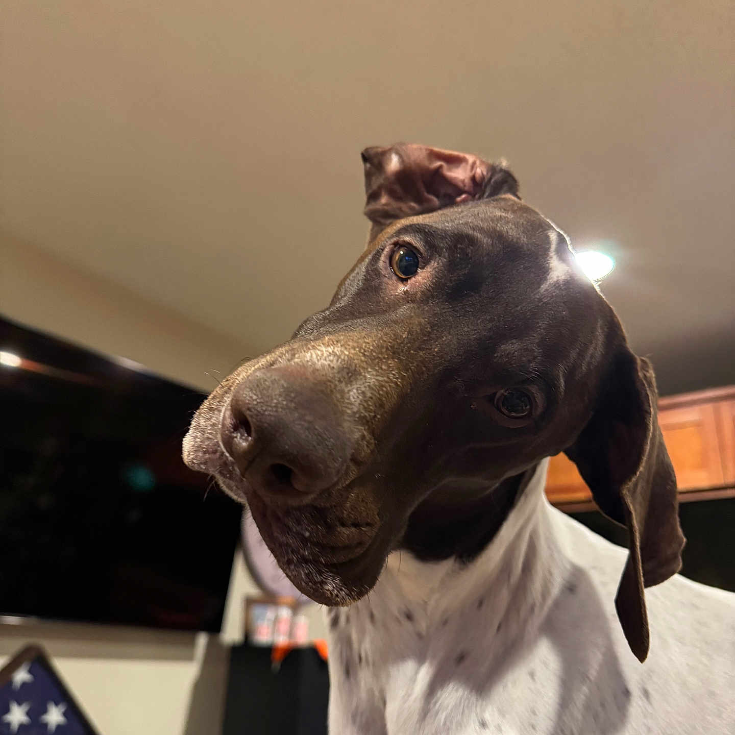 Dinger joined the competition — help win amazing prizes! animal, canine, computerhardware, dog, electronics, greatdane, hardware, hound, labradorretriever, monitor, pet, pointer, puppy, screen