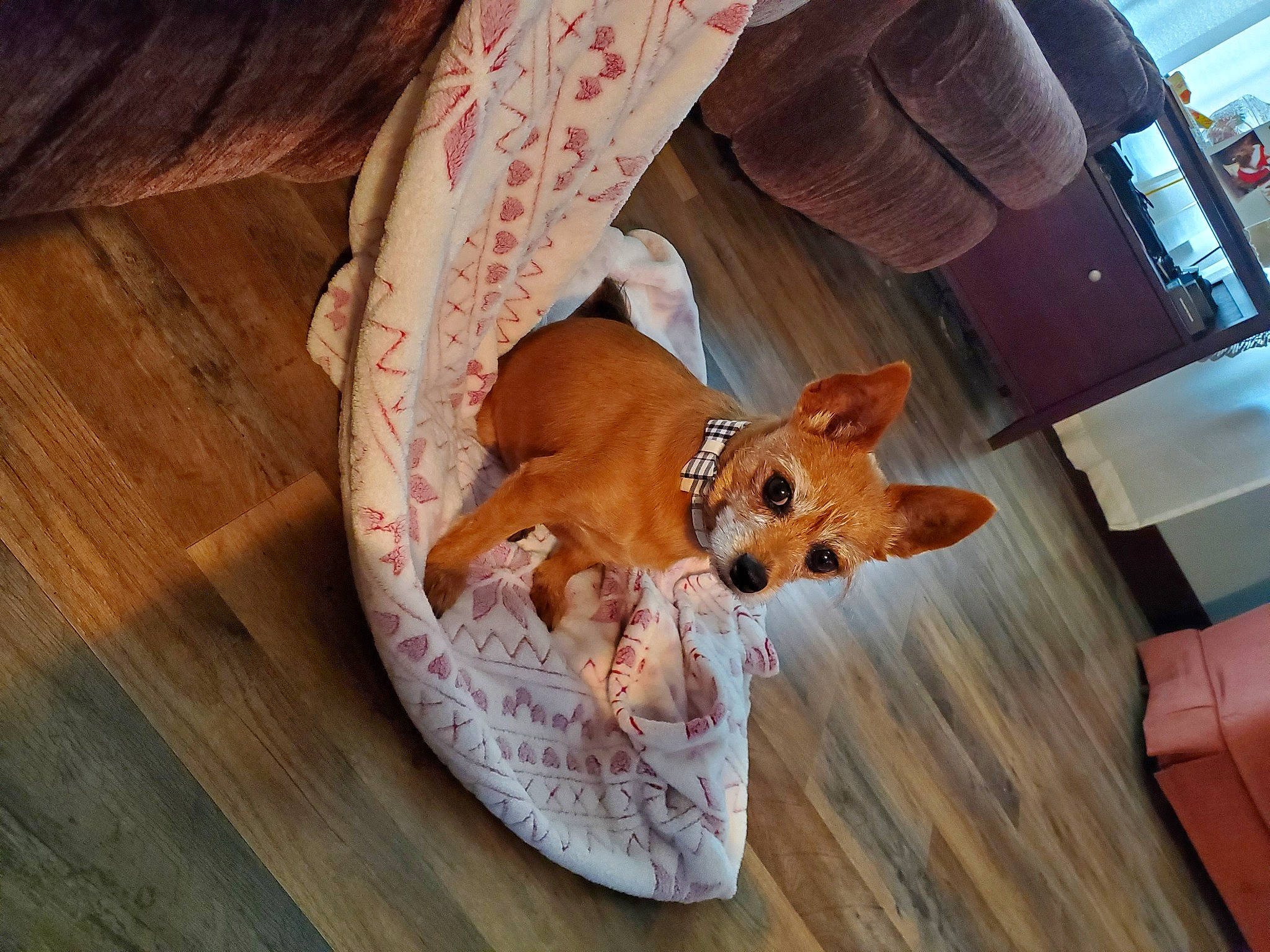 Amos joined the competition — help win amazing prizes! canidae, carnivore, chihuahua, comfort, companion_dog, couch, dog, dog_bed, dog_breed, dog_supply, fawn, hardwood, mammal, pet_supply, snout, sporting_group, toy_dog, whiskers, wood, working_animal
