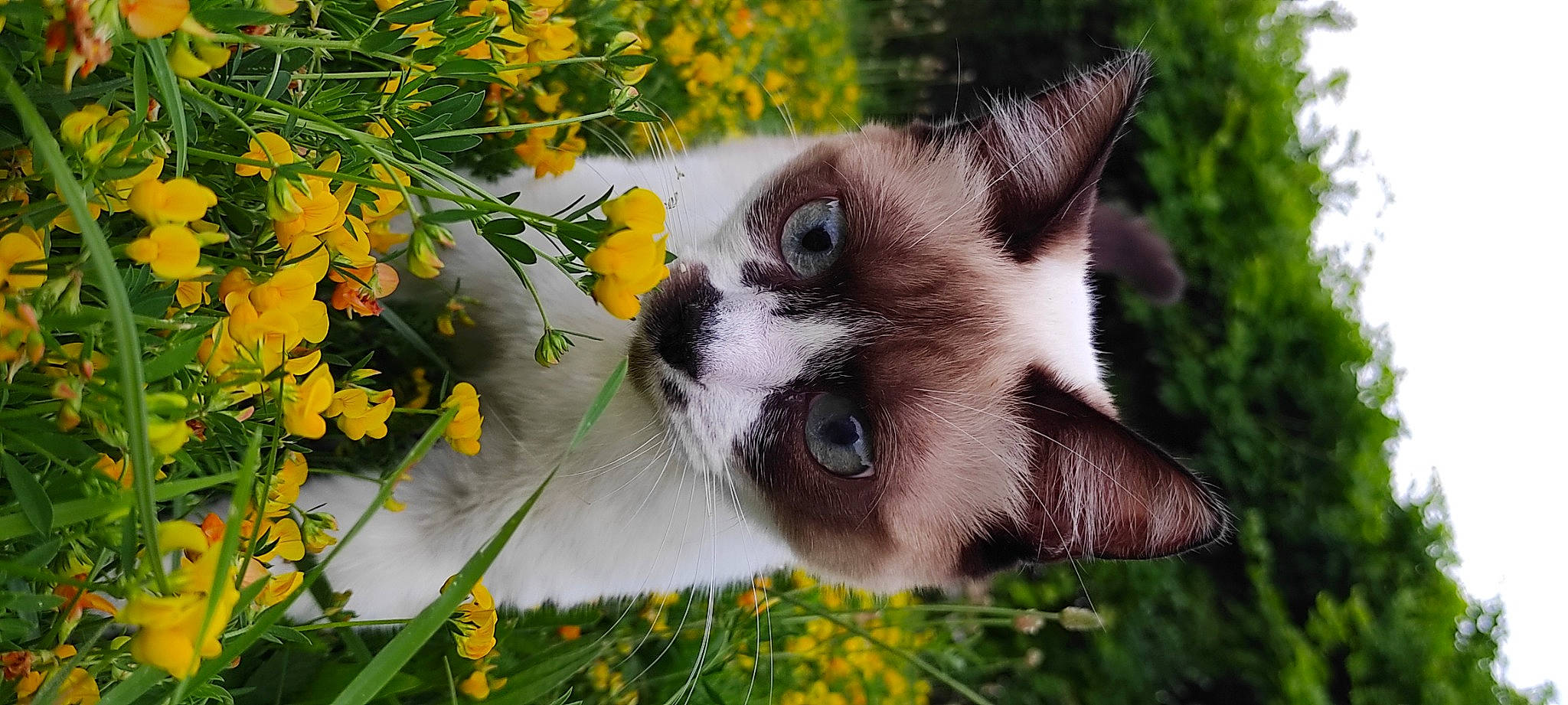 Châtaigne a rejoint le concours — aidez-le/la à gagner de superbes lots ! balinese, carnivore, cat, domestic_short_haired_cat, fawn, felidae, flower, fur, grass, groundcover, nature, petal, plant, small_to_medium_sized_cats, snout, tail, terrestrial_animal, tree, twig, whiskers