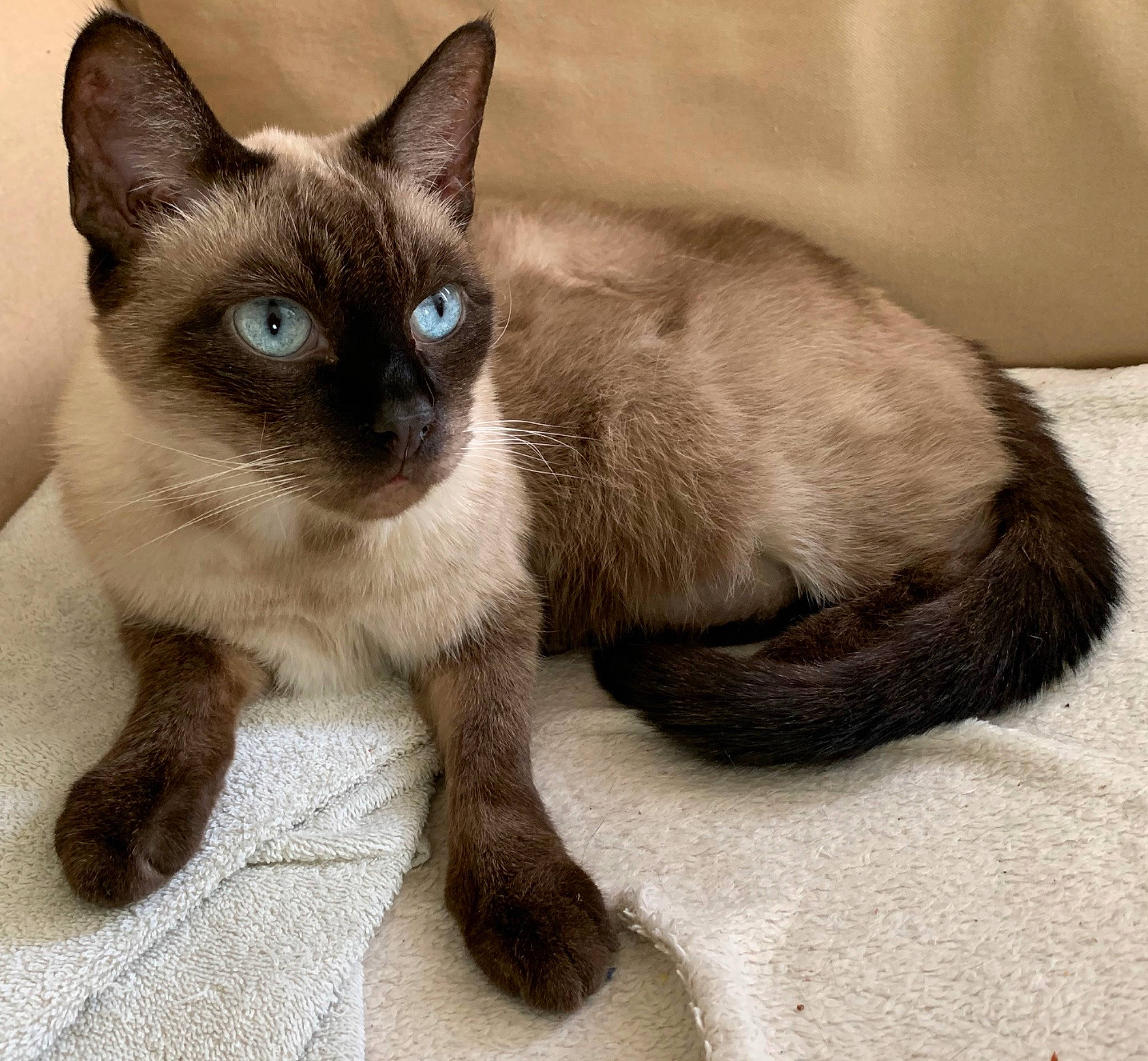 Nouille a rejoint le concours — aidez-le/la à gagner de superbes lots ! asian, balinese, birman, burmese, carnivore, cat, colorpoint_shorthair, eye, felidae, himalayan, javanese, mammal, ojos_azules, siamese, small_to_medium_sized_cats, snowshoe, thai, tonkinese, vertebrate, whiskers