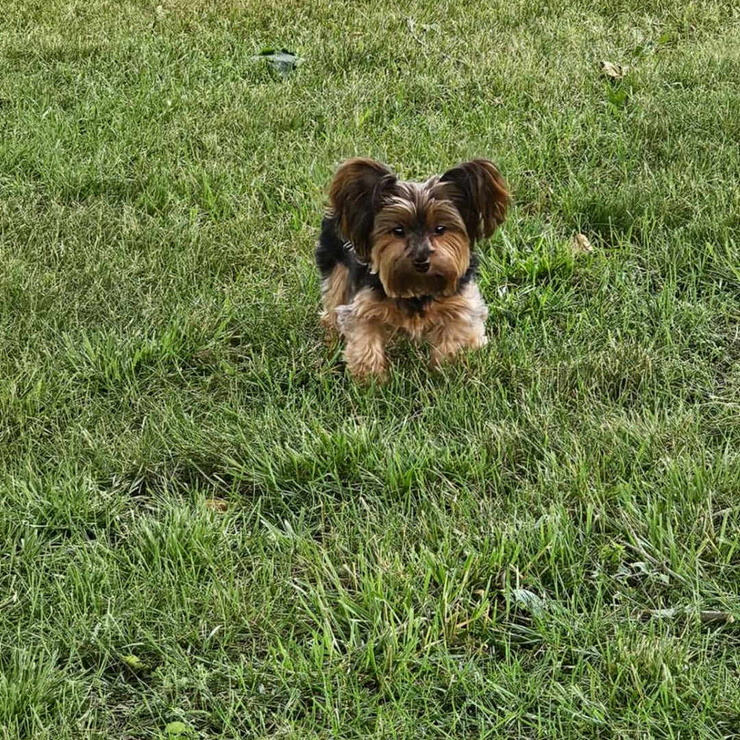 Lola is registered to the contest to win money with this photo: animal, backyard, ball, brick, canine, dog, field, football, grass, grassland, lawn, nature, outdoors, pet, plant, puppy, soccer, soccerball, sport, yard