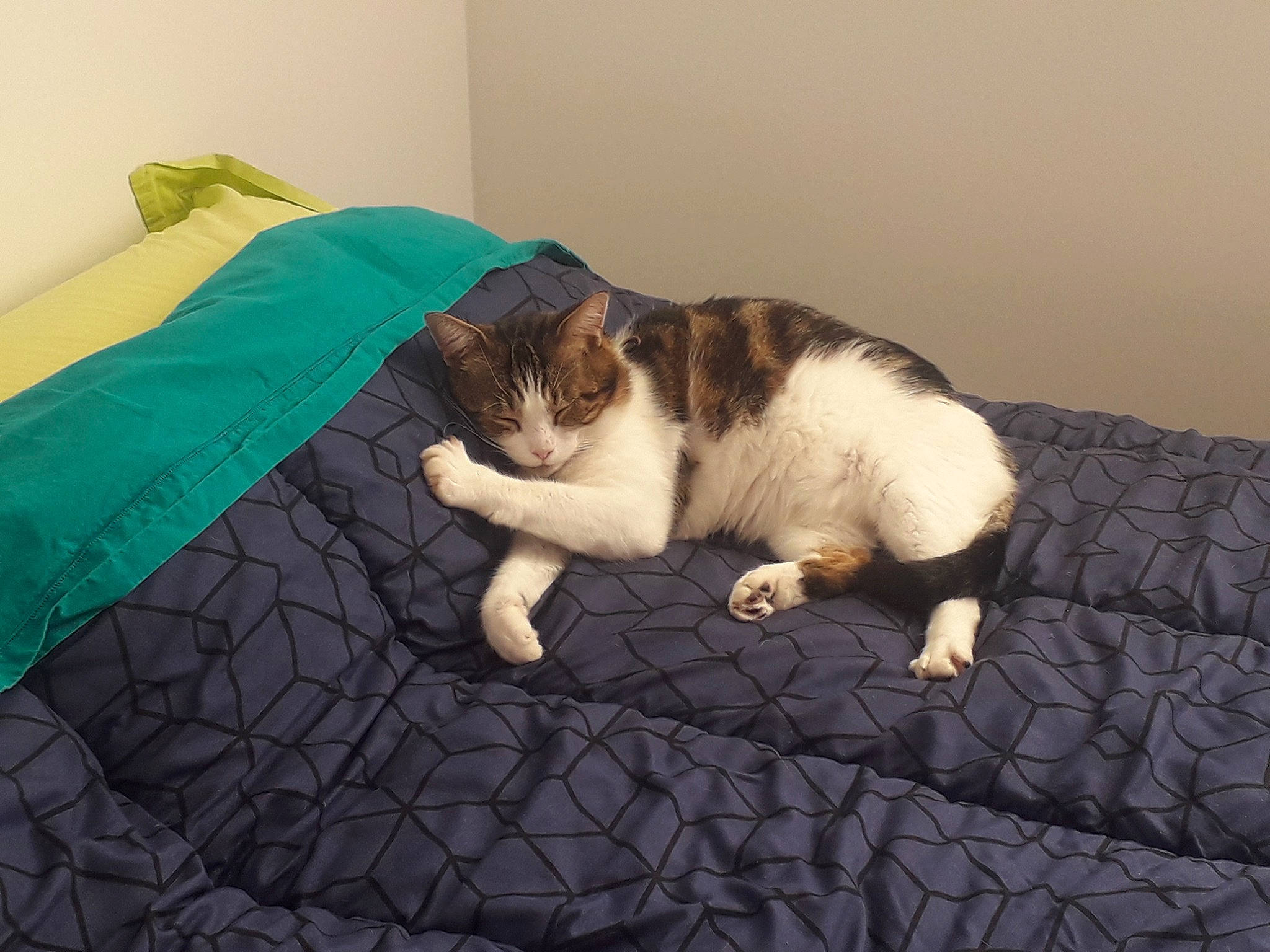 Casper a rejoint le concours — aidez-le/la à gagner de superbes lots ! bedding, carnivore, cat, comfort, companion_dog, dog_breed, domestic_short_haired_cat, felidae, flooring, fur, hardwood, linens, mammal, pattern, paw, small_to_medium_sized_cats, tail, textile, whiskers, wood