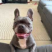 Bruiser joined the competition — help win amazing prizes! animal, cabinet, carpet, couch, cozy, dog, domestic_animal, door, french_bulldog, fur, furniture, happy, household, indoor, living_room, paws, pet, smiling, tongue_out, toy