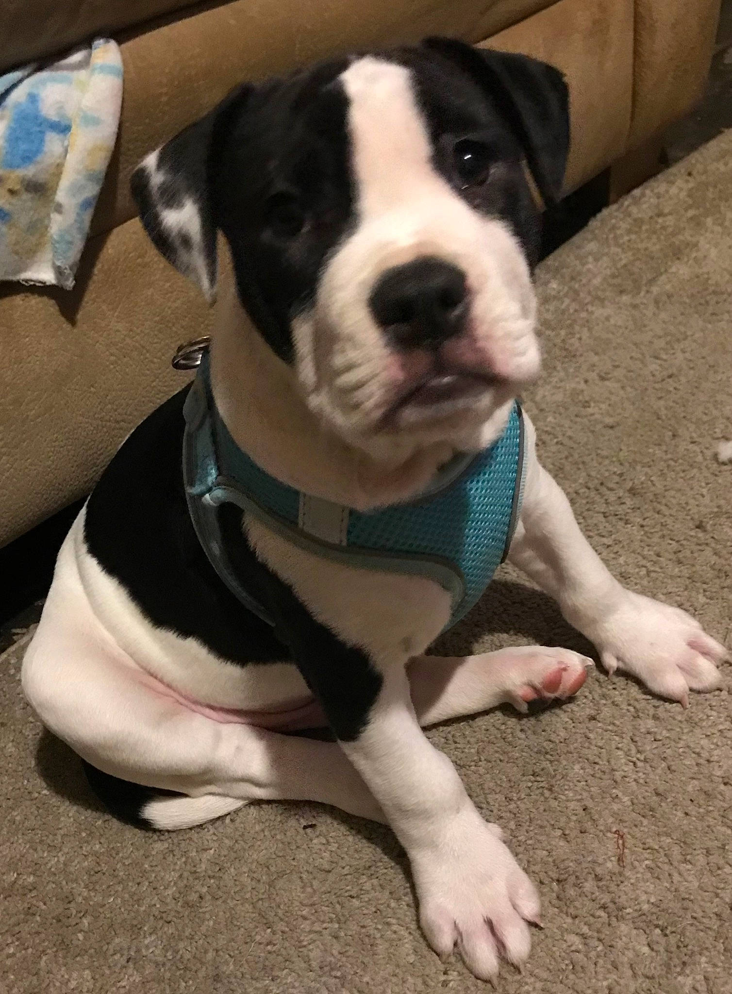 Moh-ziz is registered to the contest to win money with this photo: boston_terrier, carnivore, collar, companion_dog, dog, dog_breed, dog_clothes, dog_collar, dog_supply, fashion_accessory, fawn, leash, non_sporting_group, paw, pet_supply, snout, sporting_group, whiskers, working_animal, working_dog