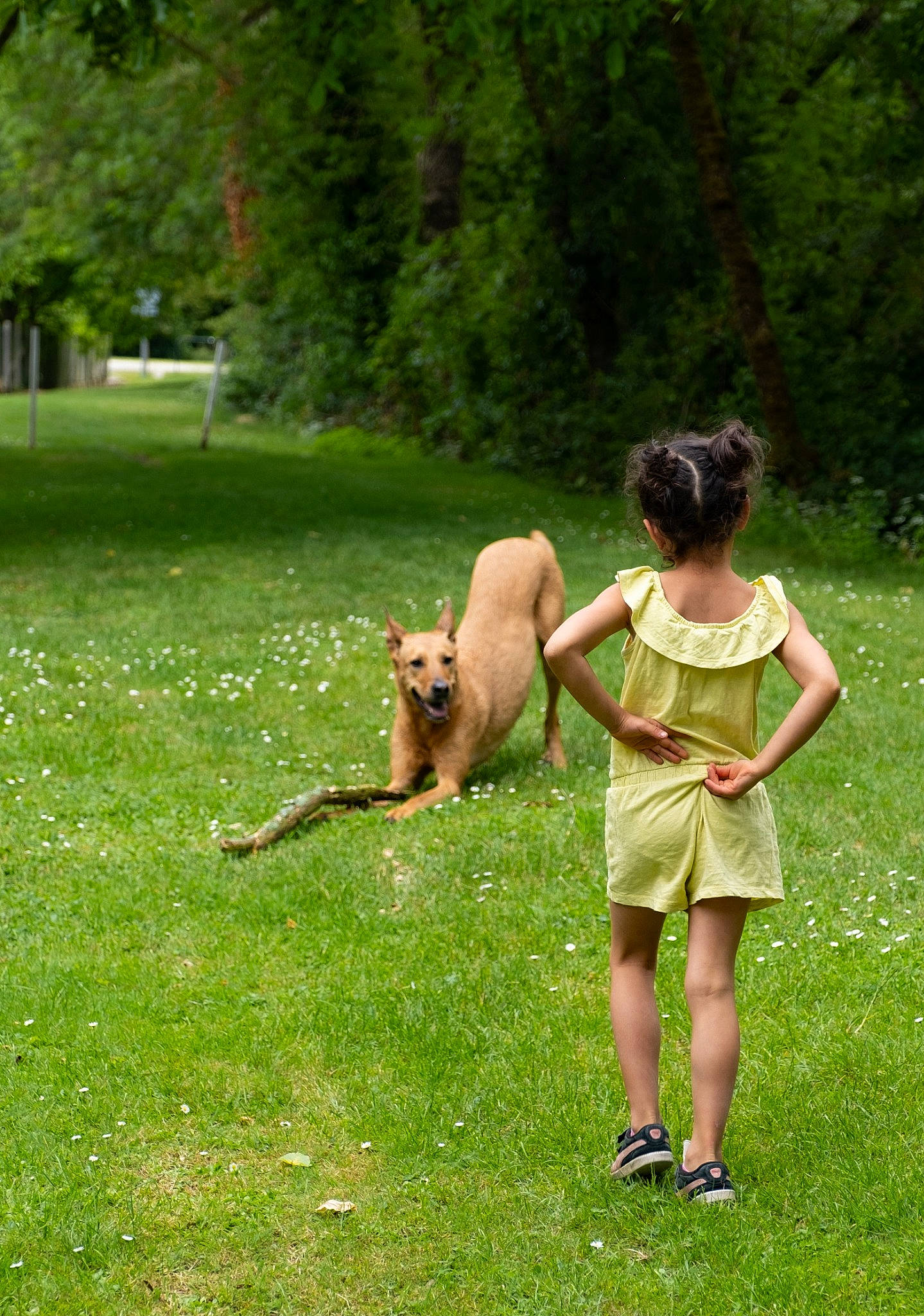 Hiena a rejoint le concours — aidez-le/la à gagner de superbes lots ! canidae, dog_breed, fawn, fun, grass, lawn, meadow, sporting_group