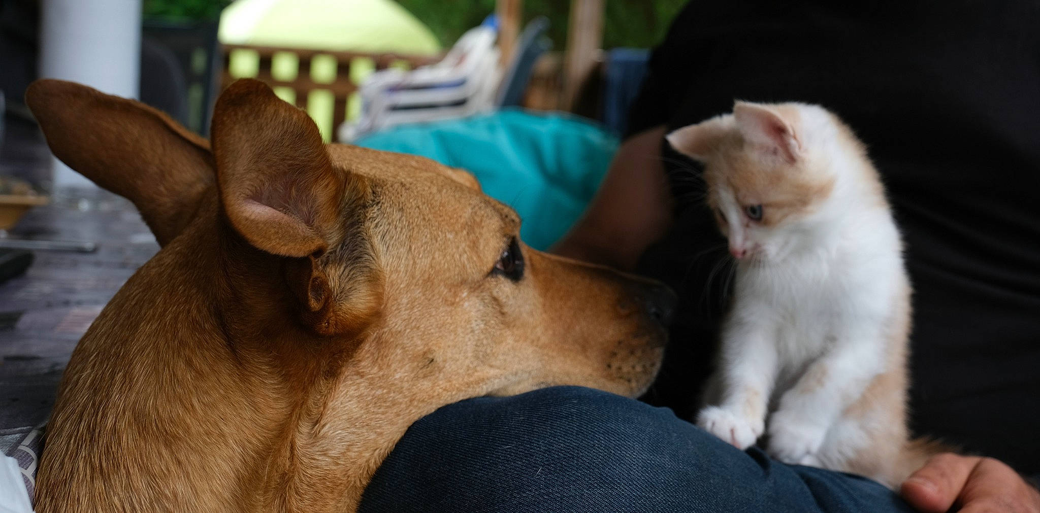 Hiena participe au concours pour gagner de l'argent avec cette photo : canidae, carnivore, companion_dog, dog, dog_breed, ear, fawn, mammal, non_sporting_group, snout, sporting_group, vertebrate, whiskers