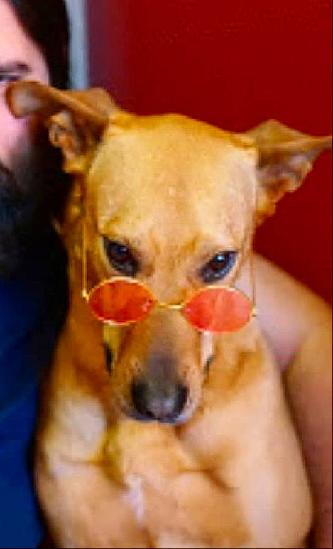 Hiena participe au concours pour gagner de l'argent avec cette photo : ancient_dog_breeds, canidae, carnivore, chihuahua, companion_dog, dog, dog_breed, ear, fawn, head, italian_greyhound, lurcher, mammal, nose, snout, toy_dog, vertebrate, whiskers