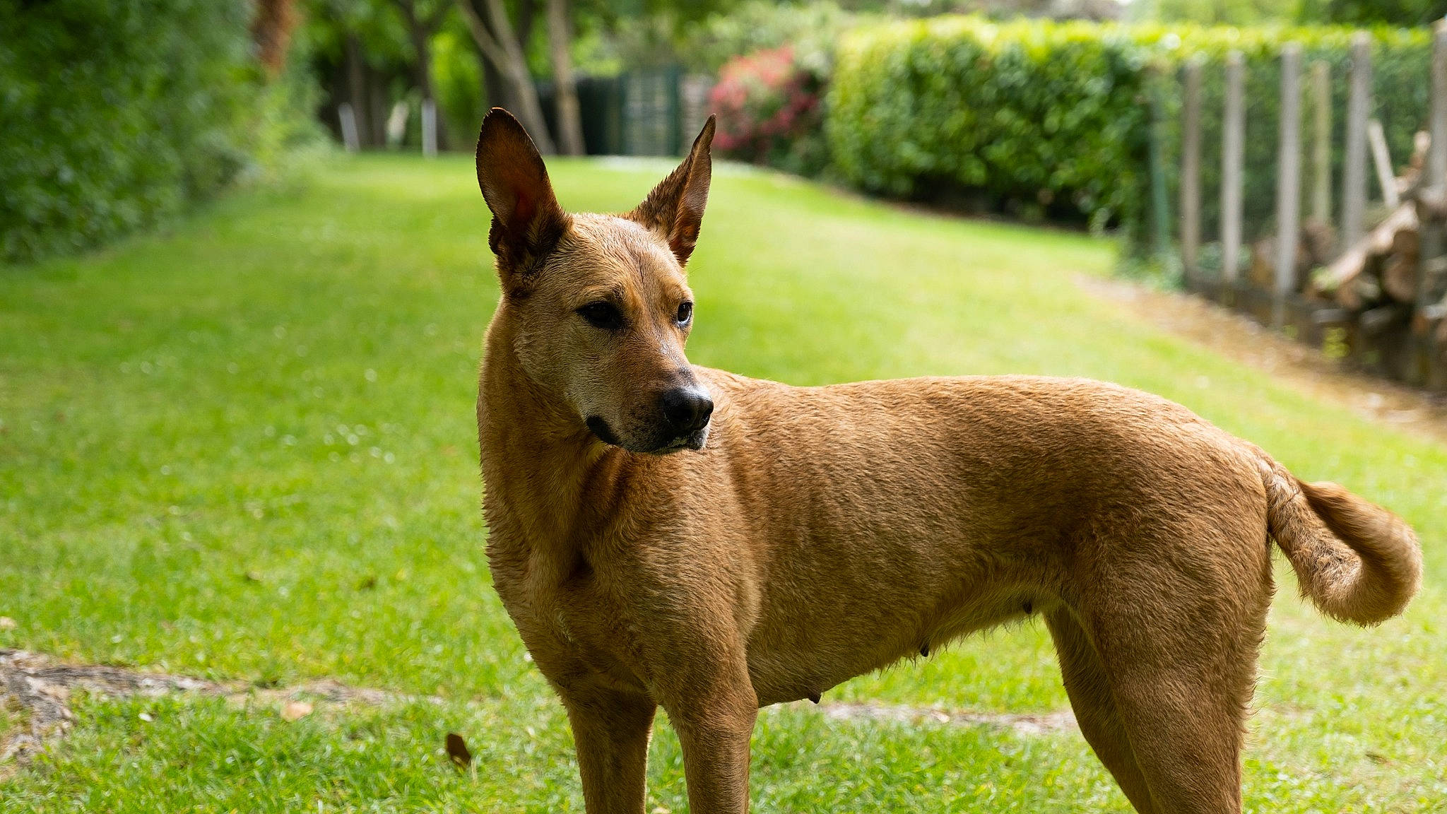 Hiena a rejoint le concours — aidez-le/la à gagner de superbes lots ! ancient_dog_breeds, canidae, carnivore, carolina_dog, dog, dog_breed, mammal, pariah_dog, vertebrate