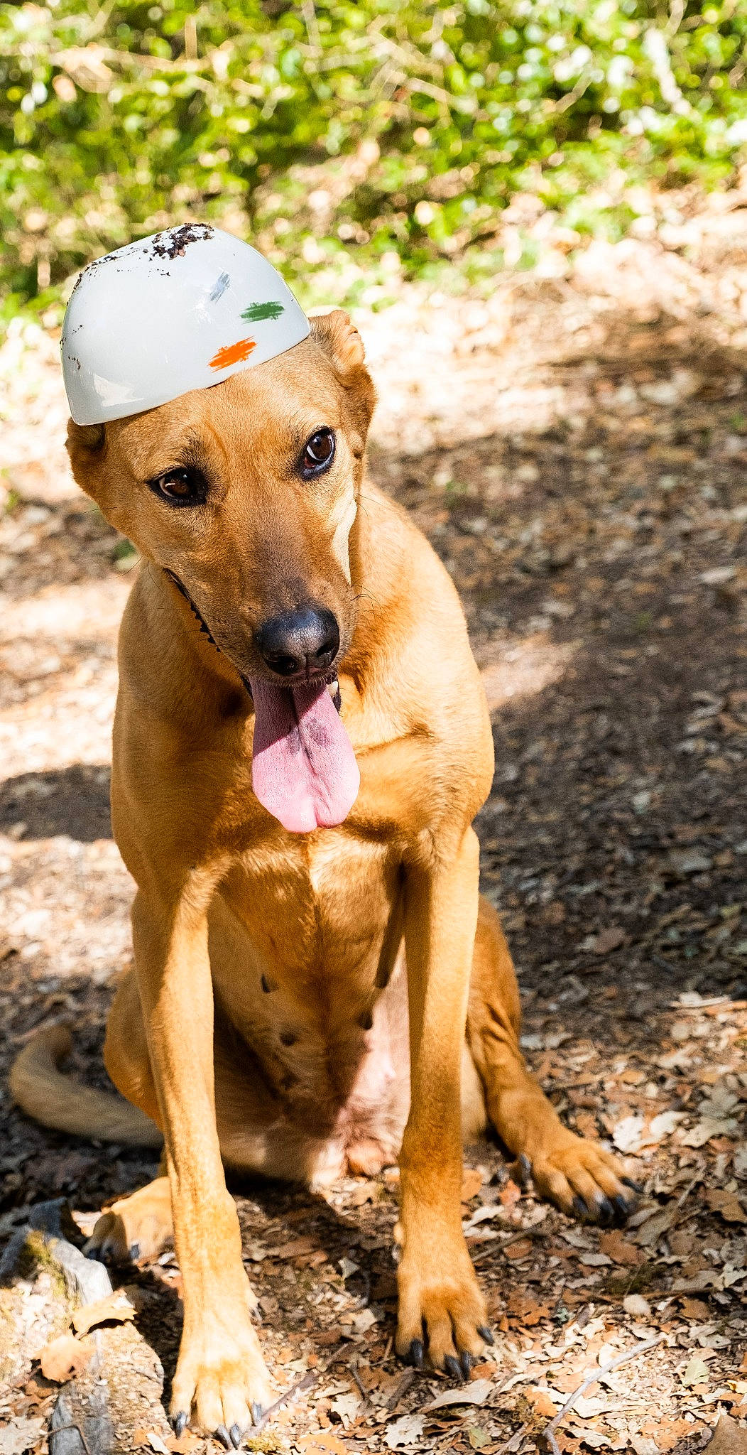 Hiena a rejoint le concours — aidez-le/la à gagner de superbes lots ! africanis, black_mouth_cur, canidae, carnivore, chippiparai, dog, dog_breed, fawn, hound, hunting_dog, mammal, mountain_cur, mud, potcake_dog, rare_breed_dog, rhodesian_ridgeback, sighthound, snout, vertebrate, working_dog