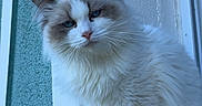 Voltaire a rejoint le concours — aidez-le/la à gagner de superbes lots ! animal, blue_eyes, calm, cat, close_up, curious, daylight, domestic_cat, feline, fluffy, gray_markings, outdoor, pet, portrait, quiet, sitting, soft_fur, texture, white_cat, window_ledge