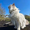 animal, blue_sky, cat, close_up, collar, daylight, fence, fluffy, grass, nature, outdoor, pet, portrait, proud, side_view, soft_fur, sunny, tree, whiskers, white