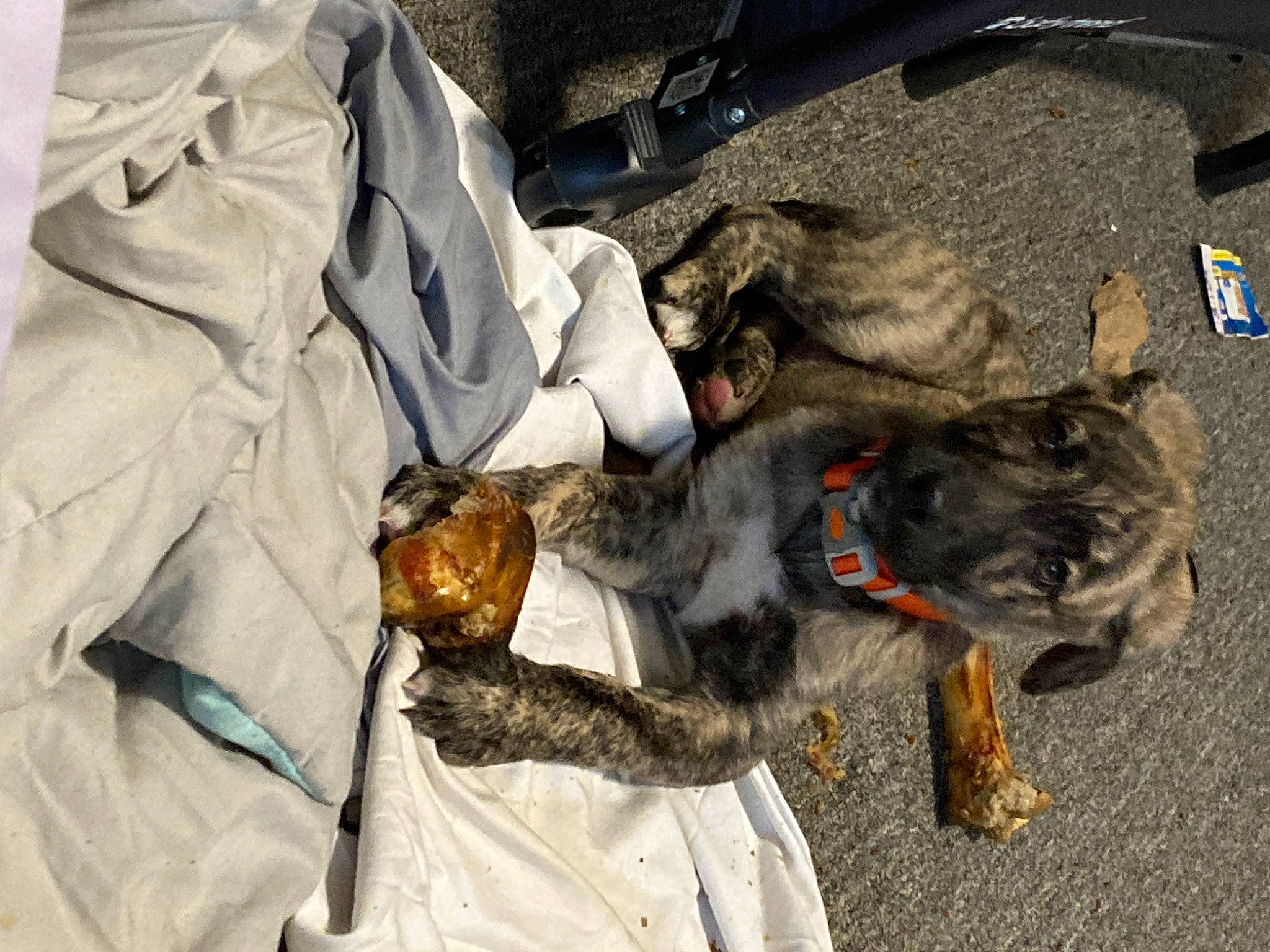 Goliath joined the competition — help win amazing prizes! bag, canidae, carnivore, collar, companion_dog, dog, dog_breed, dog_collar, felidae, fur, gesture, glove, guard_dog, leash, safety_glove, schnauzer, sporting_group, working_animal