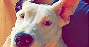 Piper is registered to the contest to win money with this photo: animal, blue_jeans, casual, close_up, comfort, companionship, couch, curious, dog, domestic, ears, hand, indoor, lap, person, pet, relaxed, resting, ripped_jeans, white_dog