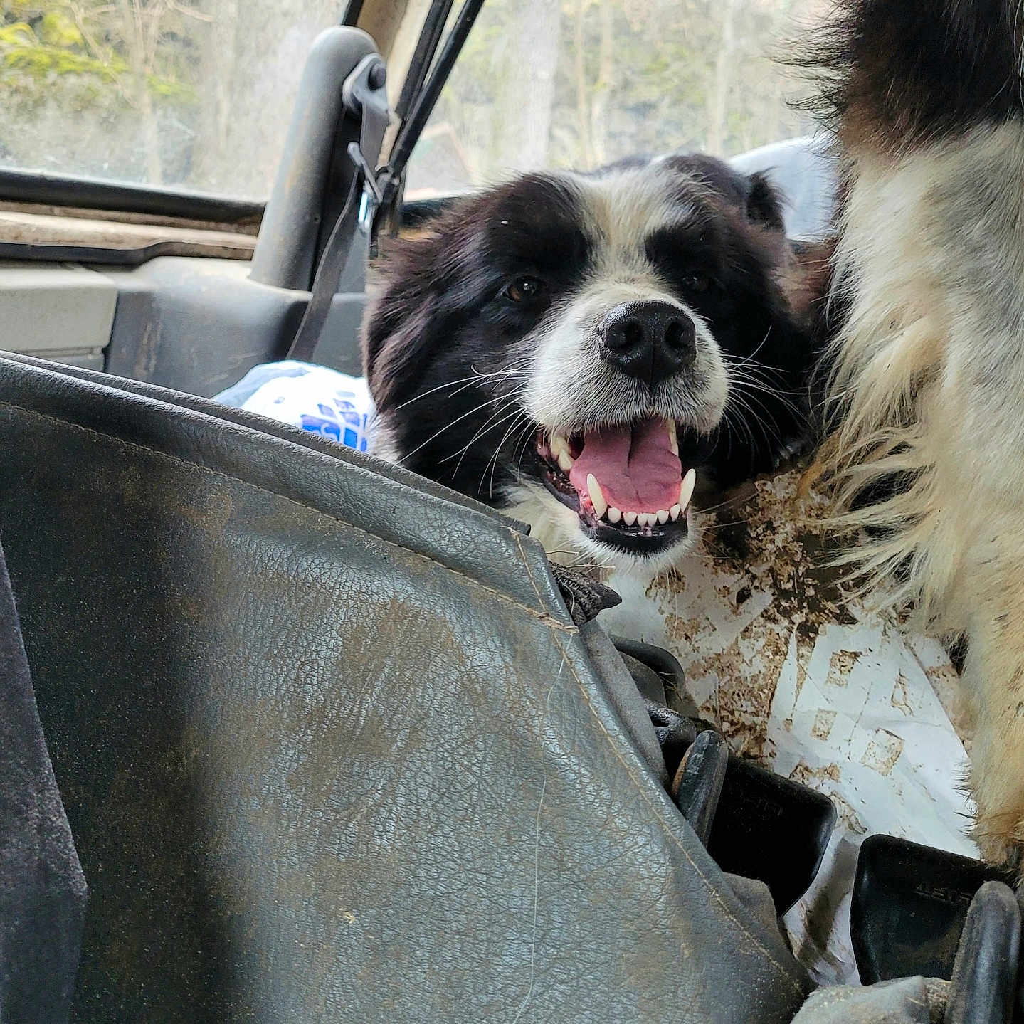 Maya participe au concours pour gagner de l'argent avec cette photo : alloywheel, animal, canine, car, car_interior, carseat, cartrunk, carwheel, cockerspaniel, cushion, dog, homedecor, machine, pet, puppy, spoke, tire, transportation, vehicle, wheel
