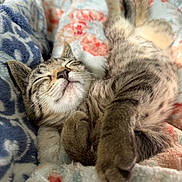 Scarlett joined the competition — help win amazing prizes! kitten, cat, sleeping, nap, cozy, blanket, tabby, fur, paws, cute, pet, animal, relaxed, soft, indoor, resting, feline, comfort, warm, adorable