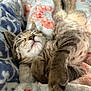 kitten, cat, sleeping, nap, cozy, blanket, tabby, fur, paws, cute, pet, animal, relaxed, soft, indoor, resting, feline, comfort, warm, adorable