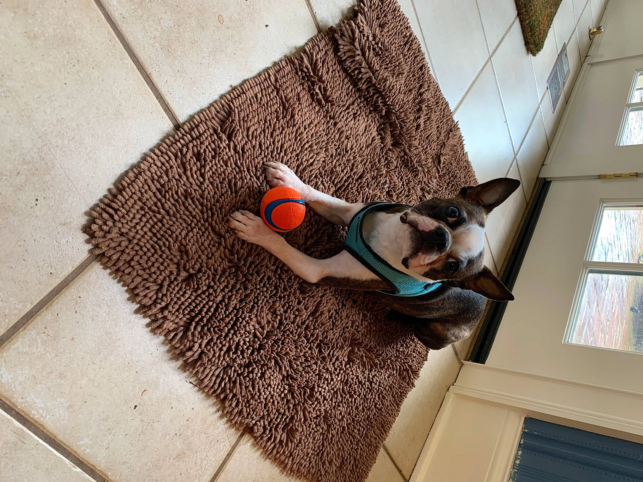 Charlie joined the competition — help win amazing prizes! boston_terrier, canidae, carnivore, crochet, dog, ear, fawn, floor, flooring, french_bulldog, mat, non_sporting_group, tail, whiskers, wool