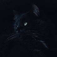 Mystic joined the competition — help win amazing prizes! black_cat, cat, animal, pet, whiskers, green_eyes, dark, shadow, fur, close_up, portrait, mystery, nocturnal, feline, cute, indoor, quiet, alert, wild, soft_light