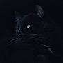 black_cat, cat, animal, pet, whiskers, green_eyes, dark, shadow, fur, close_up, portrait, mystery, nocturnal, feline, cute, indoor, quiet, alert, wild, soft_light