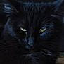 Mystic joined the competition — help win amazing prizes! black_cat, cat, yellow_eyes, fur, animal, pet, indoor, wooden_surface, close_up, portrait, whiskers, ears, face, feline, mysterious, dark_background, relaxed, fluffy, resting, cute